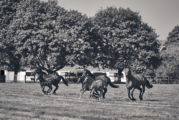 The-National-Stud-Dominic-James_DJ_5390