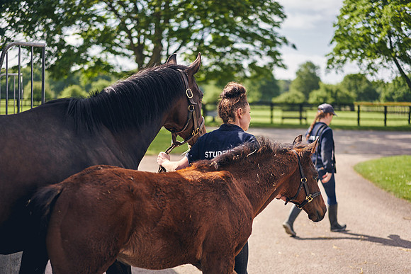 The-National-Stud-Dominic-James_DOM9586