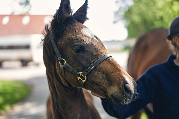 The-National-Stud-Dominic-James_DOM9552