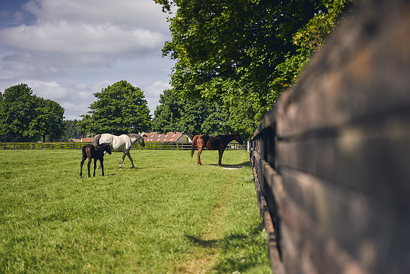 The-National-Stud-Dominic-James_DOM9510