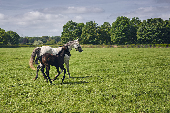 The-National-Stud-Dominic-James_DOM9564