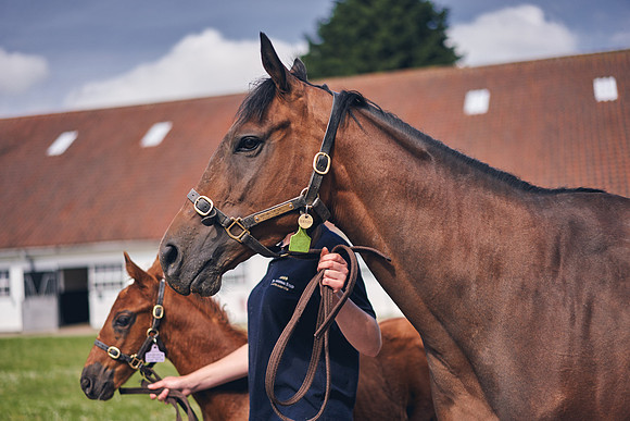 The-National-Stud-Dominic-James_DOM9608