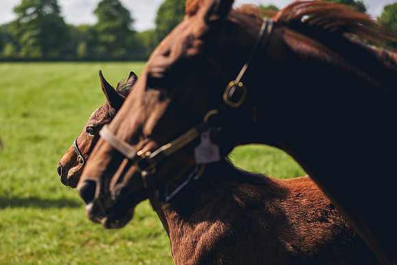 The-National-Stud-Dominic-James_DOM9572