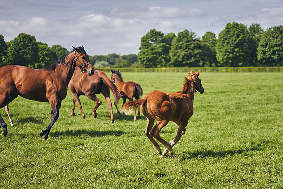 The-National-Stud-Dominic-James_DOM9561