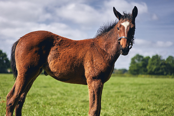 The-National-Stud-Dominic-James_DOM9508