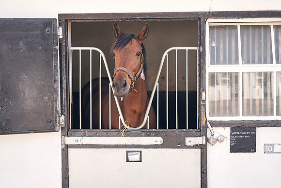 The-National-Stud-Dominic-James_DOM9424