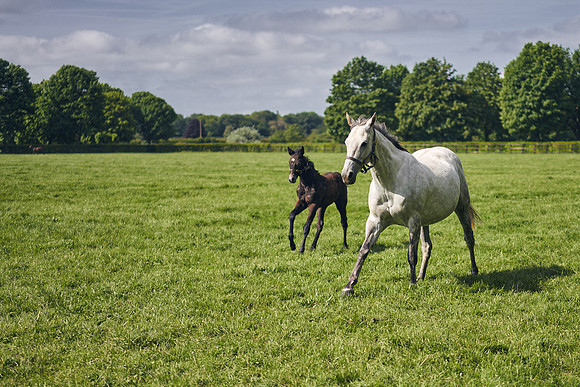 The-National-Stud-Dominic-James_DOM9567