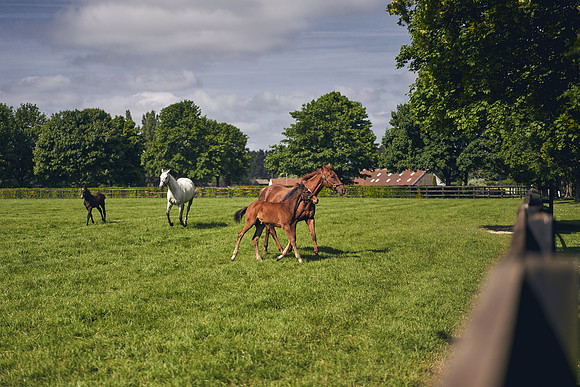 The-National-Stud-Dominic-James_DOM9566