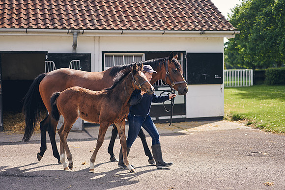 The-National-Stud-Dominic-James_DOM9535