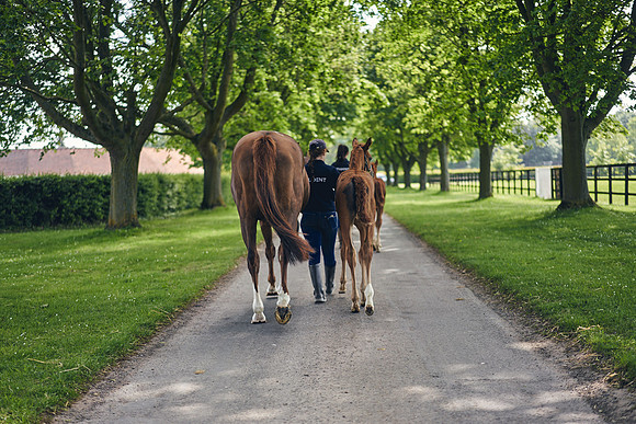 The-National-Stud-Dominic-James_DOM9637
