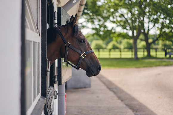 The-National-Stud-Dominic-James_DOM9592