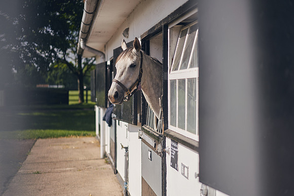 The-National-Stud-Dominic-James_DOM9427