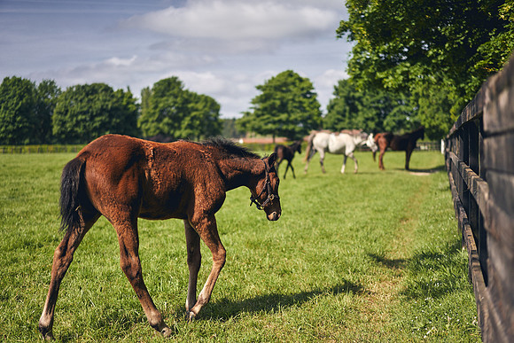 The-National-Stud-Dominic-James_DOM9511