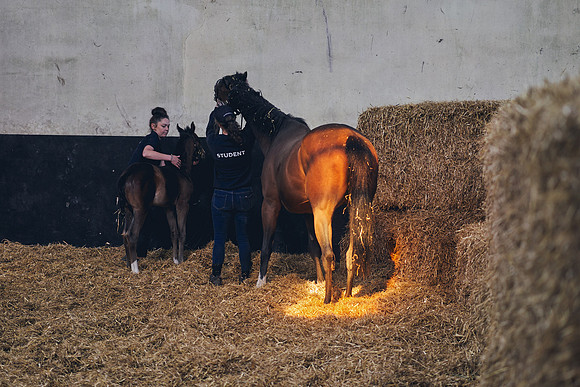 The-National-Stud-Dominic-James_DOM9430