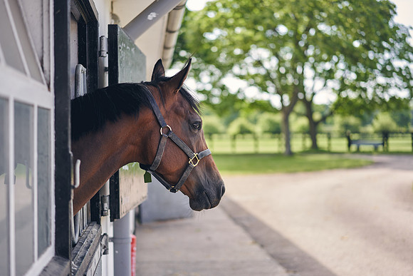 The-National-Stud-Dominic-James_DOM9600