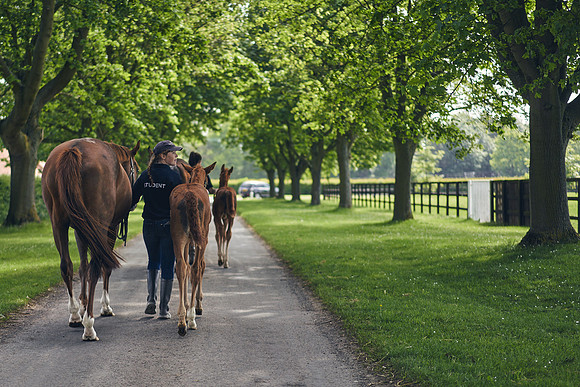 The-National-Stud-Dominic-James_DOM9640