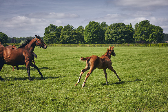 The-National-Stud-Dominic-James_DOM9562