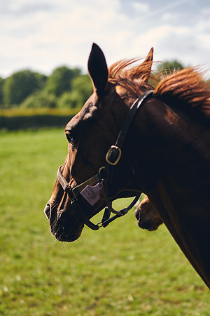 The-National-Stud-Dominic-James_DOM9574