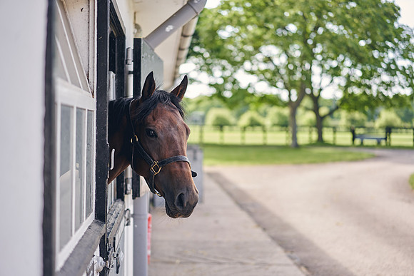 The-National-Stud-Dominic-James_DOM9596