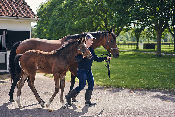 The-National-Stud-Dominic-James_DOM9540