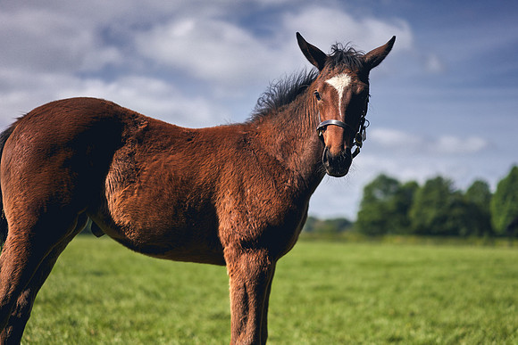 The-National-Stud-Dominic-James_DOM9507