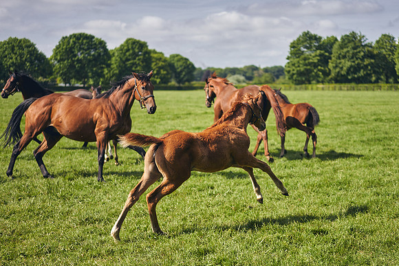 The-National-Stud-Dominic-James_DOM9560