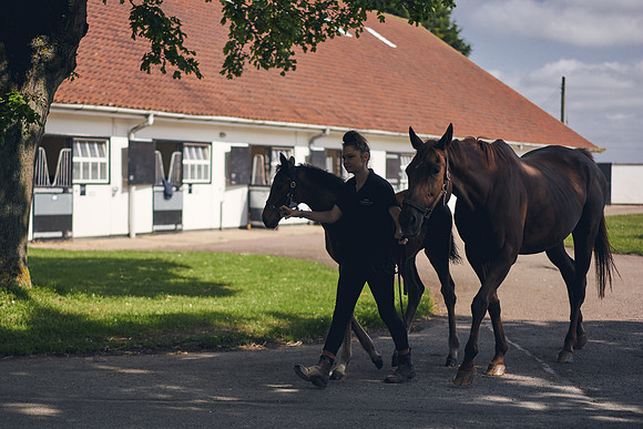 The-National-Stud-Dominic-James_DOM9491