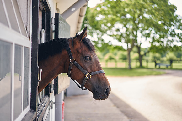 The-National-Stud-Dominic-James_DOM9599