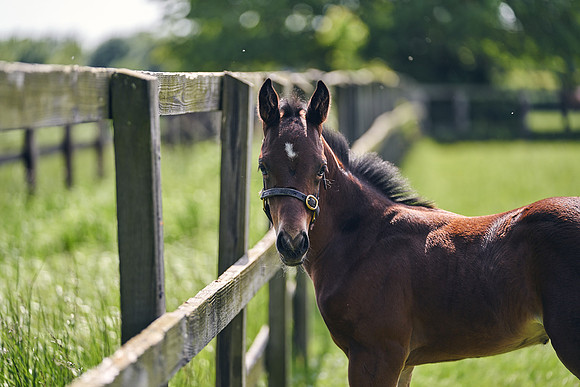 The-National-Stud-Dominic-James_DJ_5040