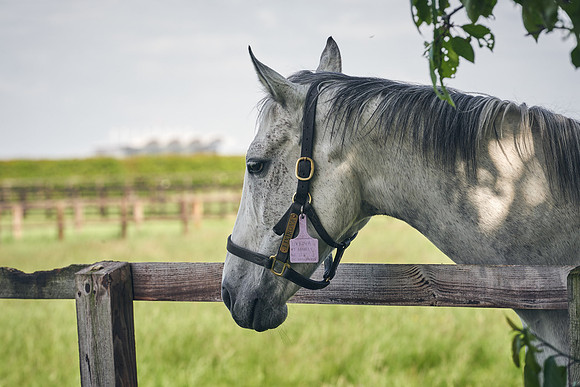 The-National-Stud-Dominic-James_DJ_5195