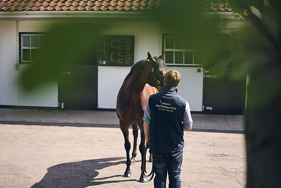 The-National-Stud-Dominic-James_DOM9921