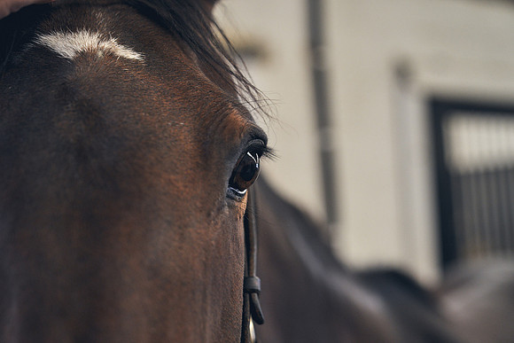 The-National-Stud-Dominic-James_DJ_4936