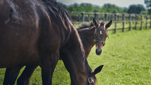 The-National-Stud-Dominic-James_DJ_5003