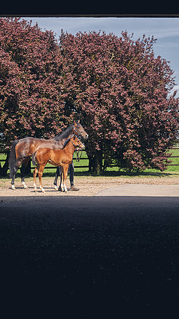 The-National-Stud-Dominic-James_DJ_4763