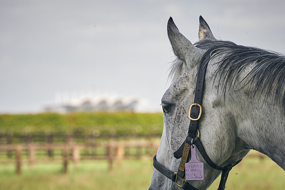 The-National-Stud-Dominic-James_DJ_5198