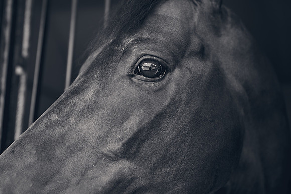 The-National-Stud-Dominic-James_DJ_3655