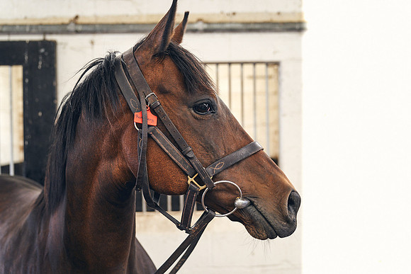 The-National-Stud-Dominic-James_DJ_4928