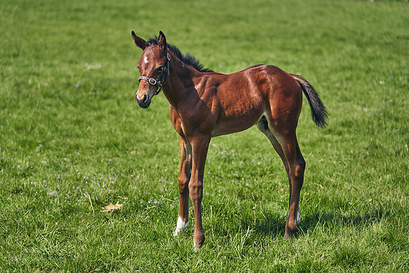 The-National-Stud-Dominic-James_DJ_5120