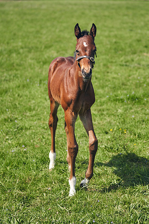 The-National-Stud-Dominic-James_DJ_5154