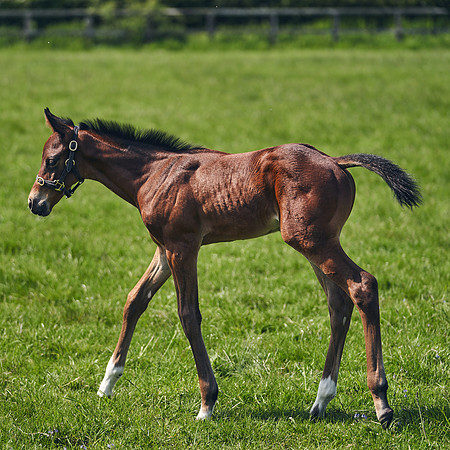 The-National-Stud-Dominic-James_DJ_5139