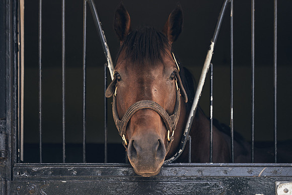 The-National-Stud-Dominic-James_DJ_4251