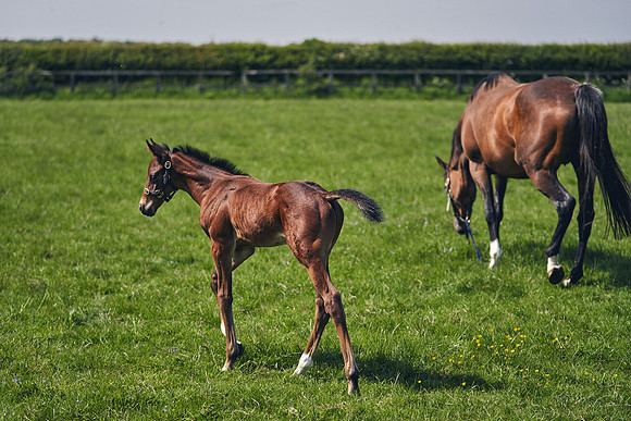 The-National-Stud-Dominic-James_DJ_5138