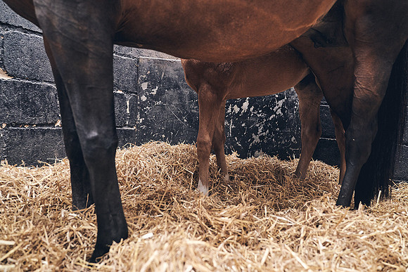 The-National-Stud-Dominic-James_DJ_4642