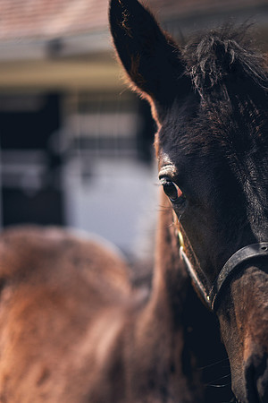 The-National-Stud-Dominic-James_DOM0450