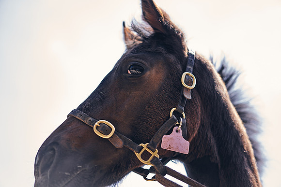 The-National-Stud-Dominic-James_DOM0285