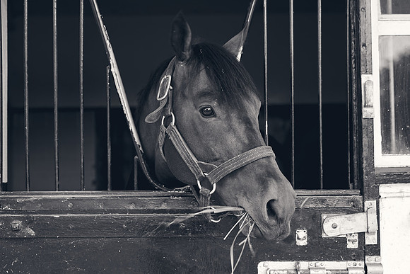 The-National-Stud-Dominic-James_DJ_3734