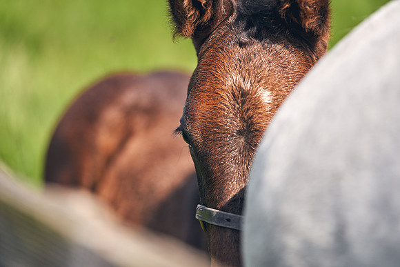 The-National-Stud-Dominic-James_DJ_5104
