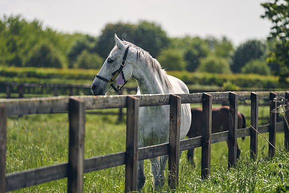 The-National-Stud-Dominic-James_DJ_5055