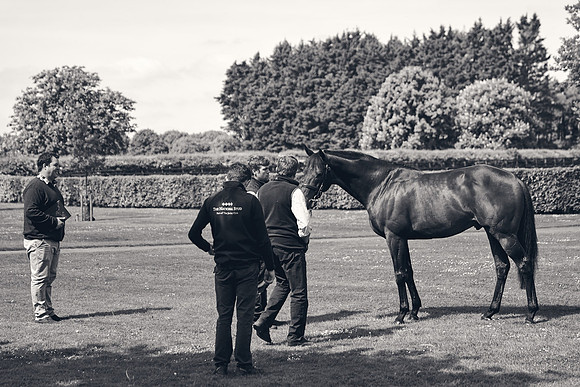The-National-Stud-Dominic-James_DJ_3615