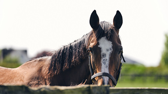 The-National-Stud-Dominic-James_DJ_4962